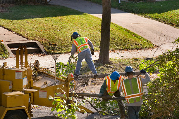 Reliable Osceola, WI Tree Removal Solutions